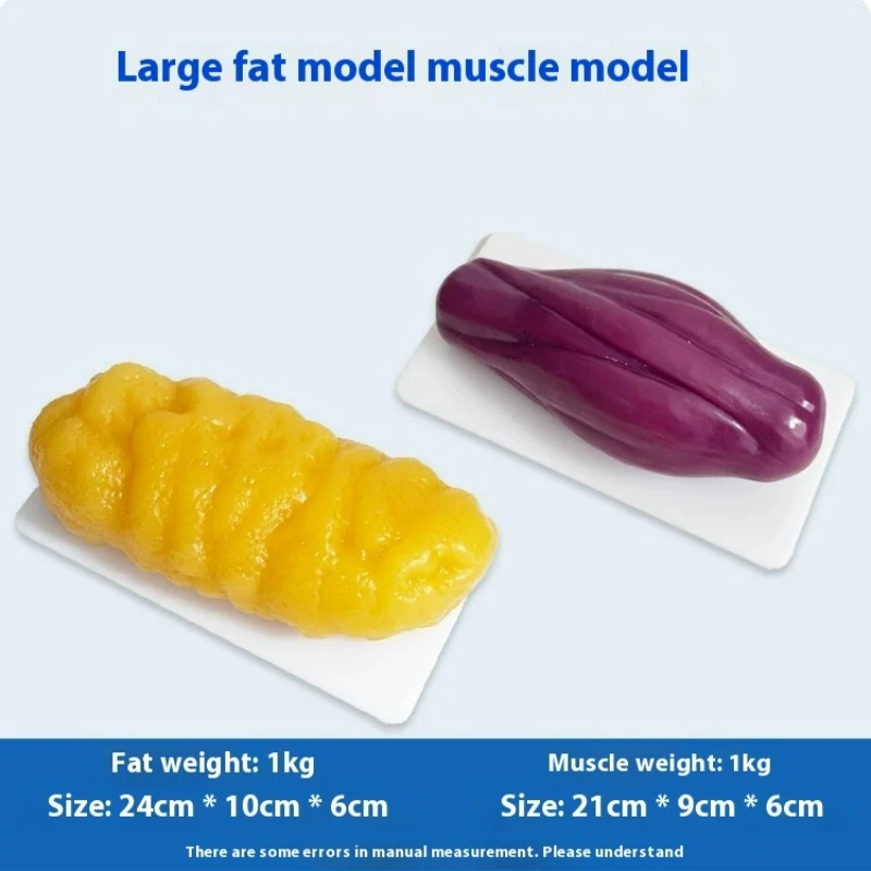 Human Muscle and Fat Replicas  - Nutrition Of Fitness 评论和价格